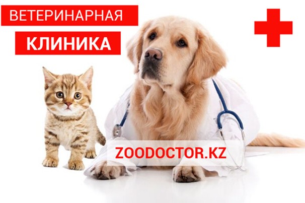 Ветеринарная аптека и клиника «Зоодоктор»
